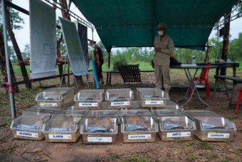 G1 - Ratos gigantes são treinados para encontrar explosivos no Camboja -  notícias em Mundo