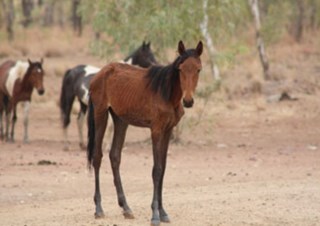 Austrália vai matar 10.000 cavalos selvagens, Ambiente