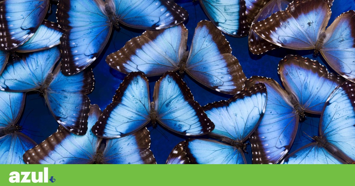 Color Azul Raro O azul é a cor mais rara na natureza | Fotogaleria | PÚBLICO