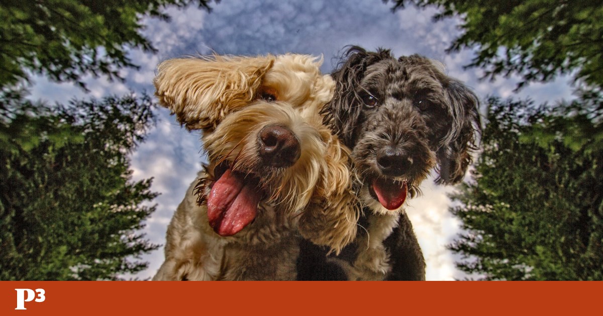 Carol fotografía a perros de refugios en los EE. UU., y en cuestión de días les encuentra un hogar |  galerías de fotos Carol fotografía a perros de refugios en los EE. UU., y en cuestión de días les encuentra un hogar |  galerías de fotos