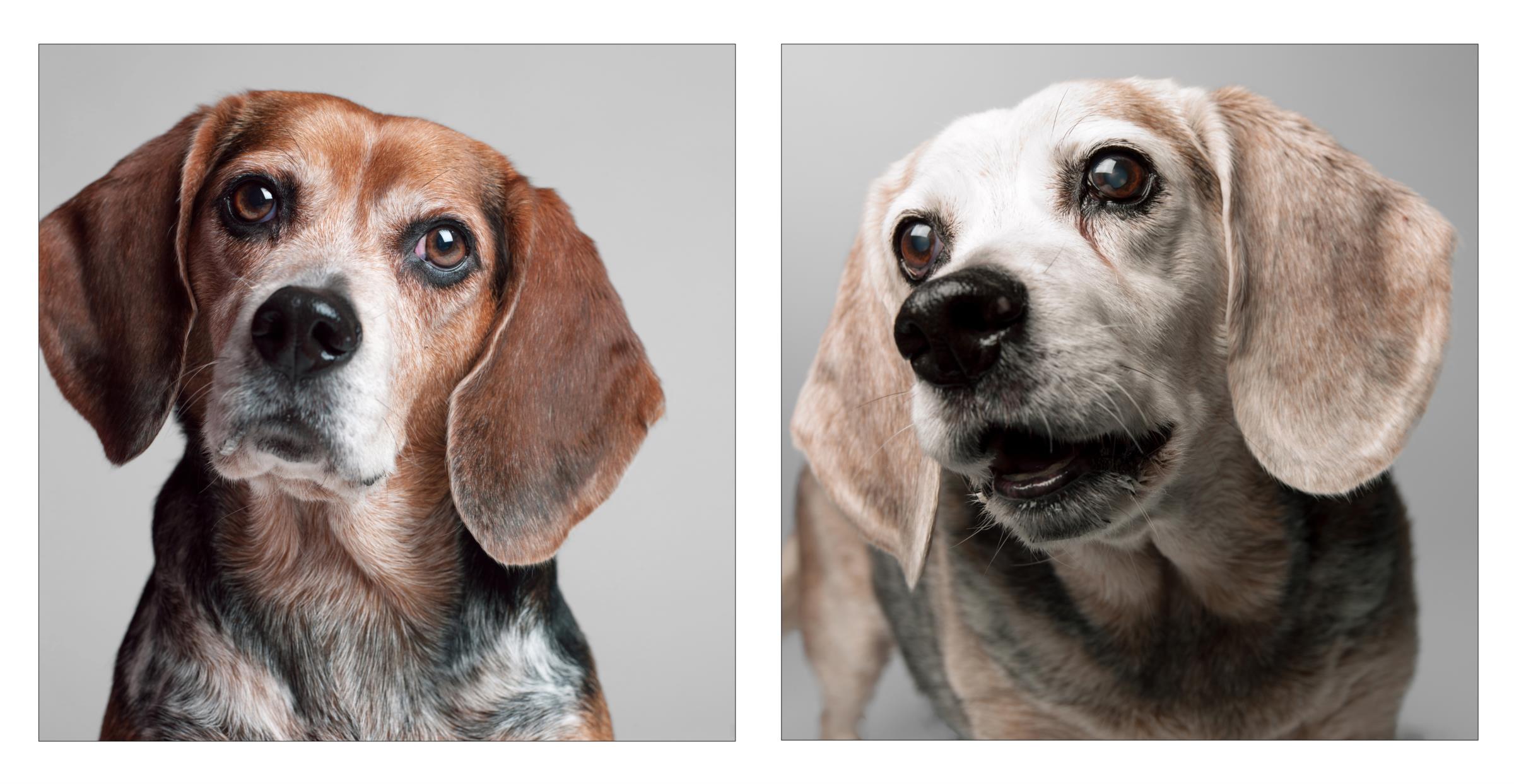 El tiempo también pasa por ellos: Amanda fotografía perros desde cachorros hasta adultos mayores |  animal de compañía