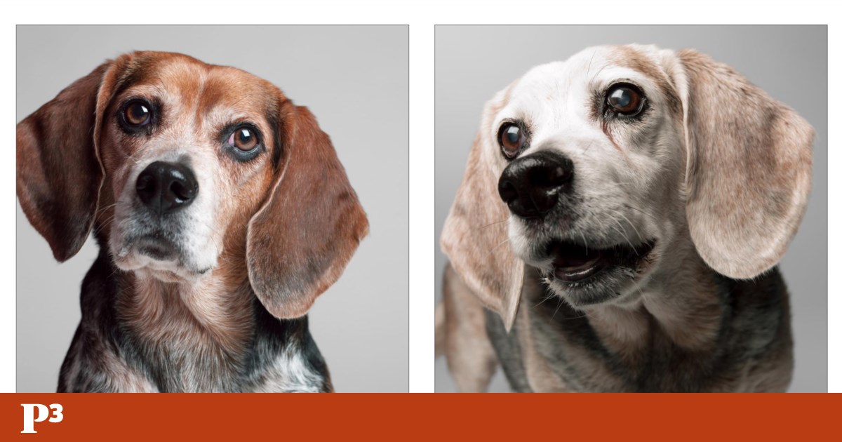 El tiempo también pasa por ellos: Amanda fotografía perros desde cachorros hasta adultos mayores |  animal de compañía