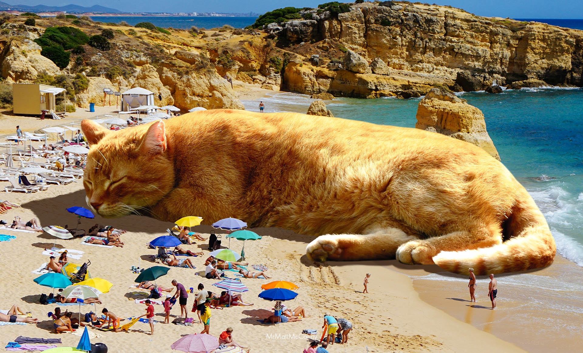 Hier gibt es überall Riesenkatzen – und alle finden sie normal |  Instagram