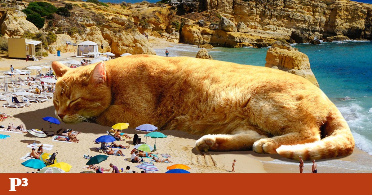 Here there are giant cats everywhere – and everyone thinks they’re normal | Instagram Here there are giant cats everywhere – and everyone thinks they’re normal | Instagram