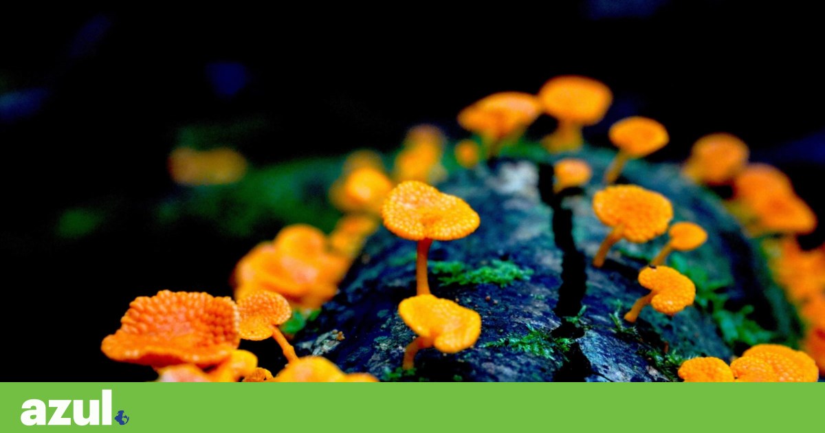 Invasive orange mushrooms, zombie ants and a newborn shark win the Natural World contest | Photo Gallery Invasive orange mushrooms, zombie ants and a newborn shark win the Natural World contest | Photo Gallery