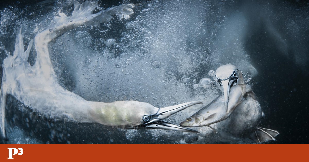 The best nature photo of the year was taken while on vacation — while eating a meal competition The best nature photo of the year was taken while on vacation — while eating a meal competition