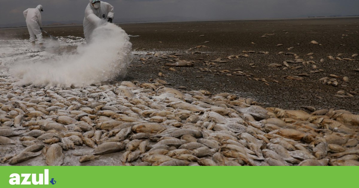 Grave sequía mata a miles de peces en México |  galería de fotos Grave sequía mata a miles de peces en México |  galería de fotos