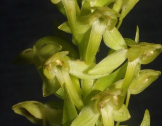 A orquídea mais rara da Europa é dos Açores | Biologia | PÚBLICO