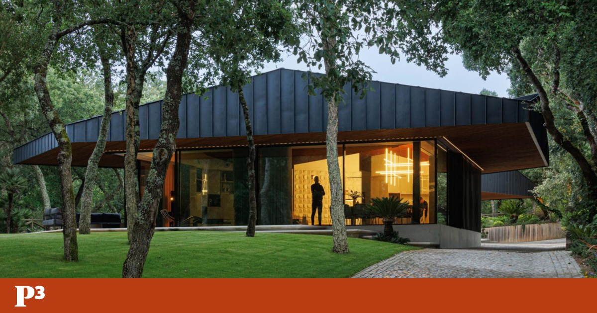 This house in Leiria is 'an animal hiding in the middle of the forest'