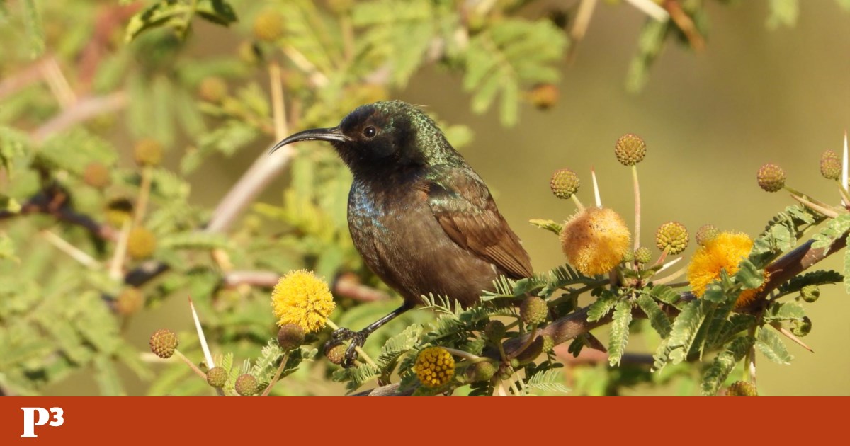 With their feet firmly on the ground, Palestinians photograph birds, symbols of hope