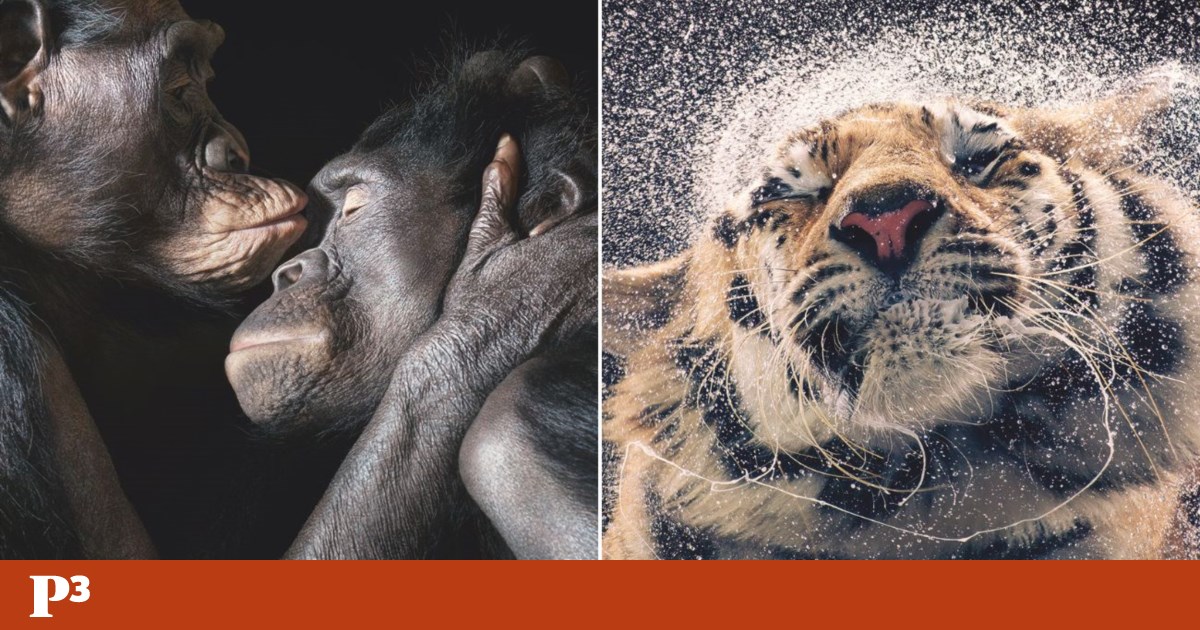 Animals like us: an exhibition to warn that they are in danger of extinction