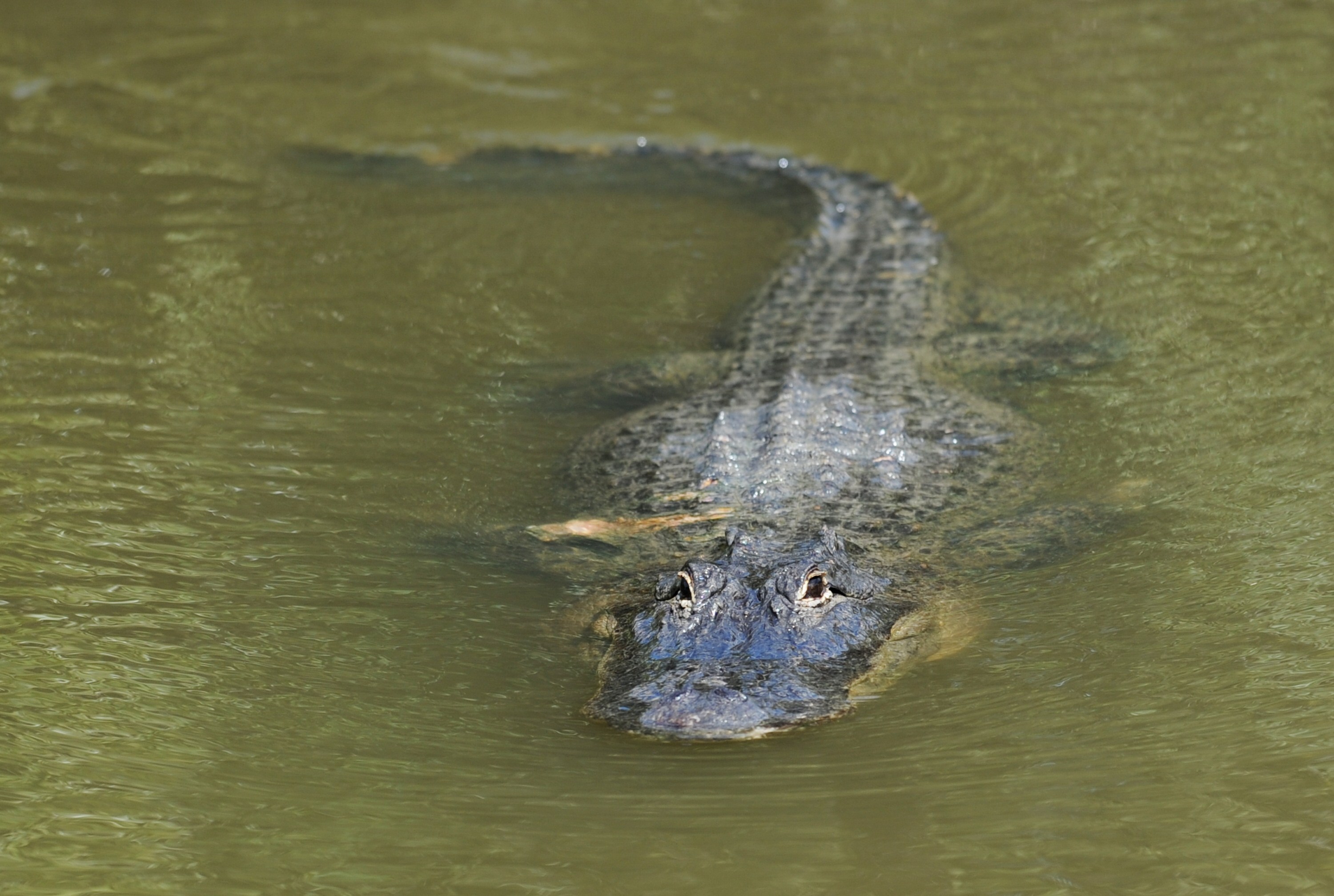 Крокодил в водоеме. Крокодил плывет. Крокодил в воде. Крокодил плавает.