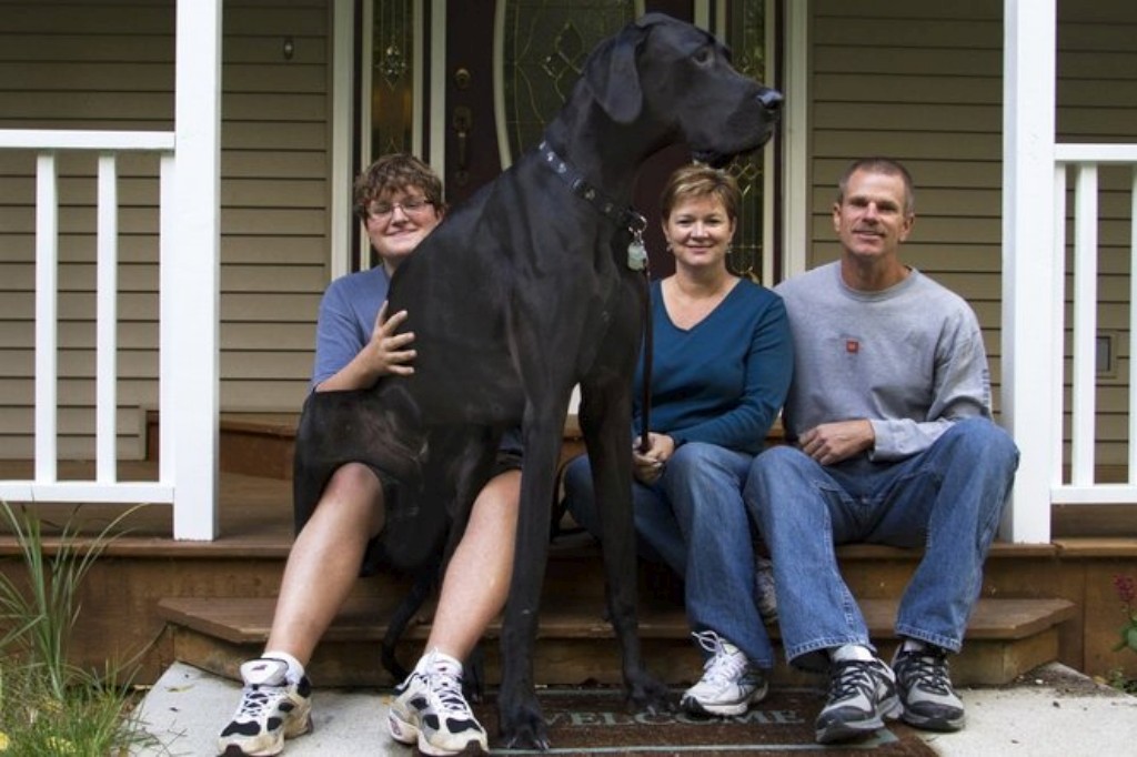 Grandão: moradores de SP têm cachorro maior que Zeus, 'maior cão do mundo