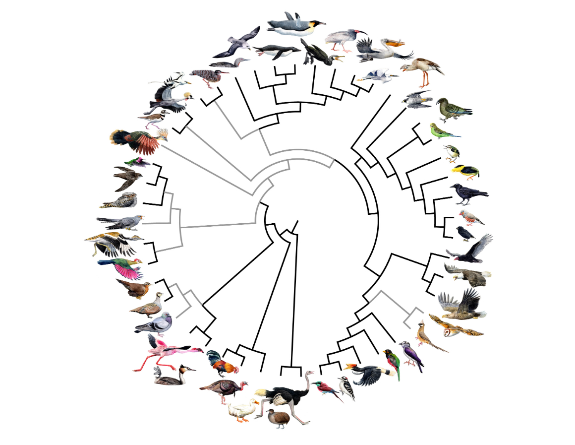 Aves têm nova árvore da vida sustentada na genética | Genética | PÚBLICO