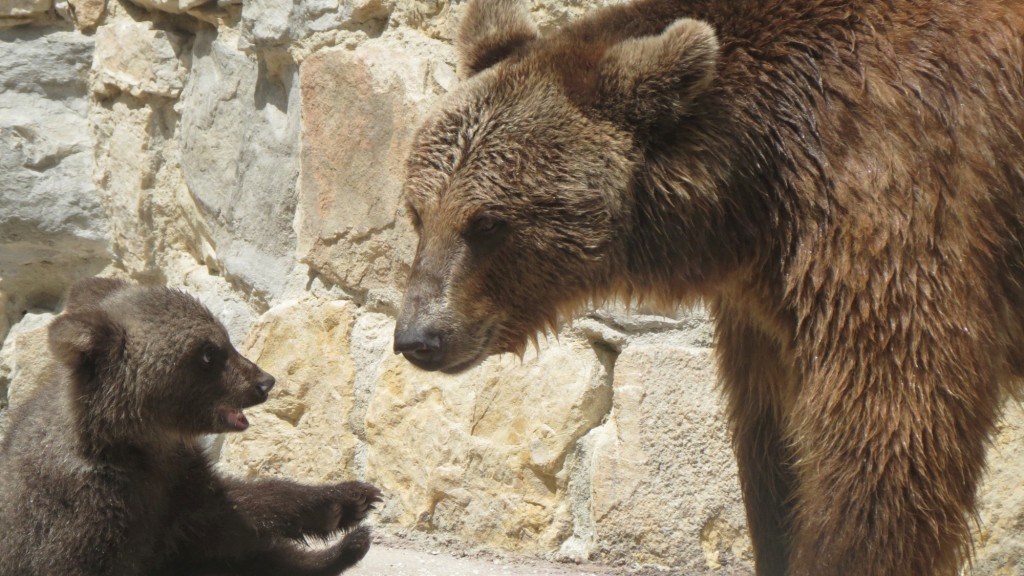 Es gibt eine Party im Zoo von Lissabon und die Stars sind zwei Babybären |  Zoo von Lissabon