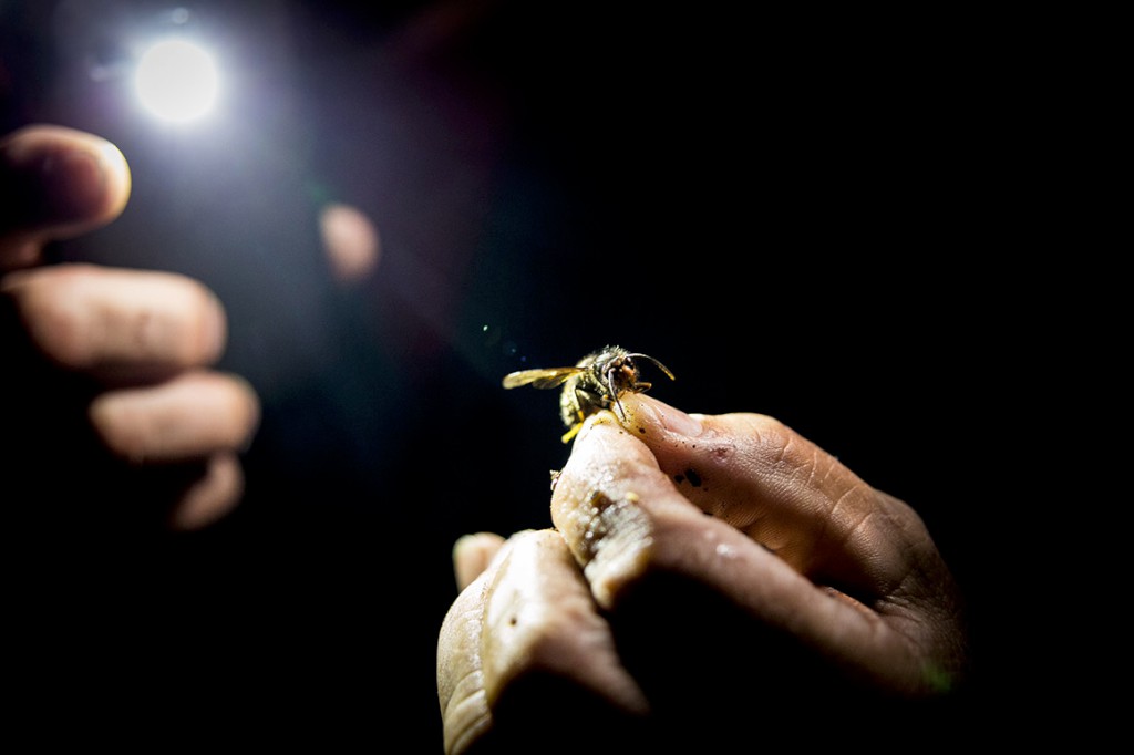 Vespa gigante assassina faz vítima — CompreRural