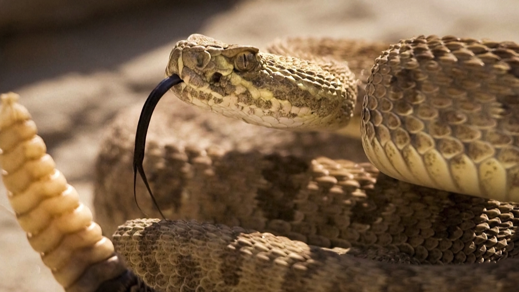 As cobras também têm amigos